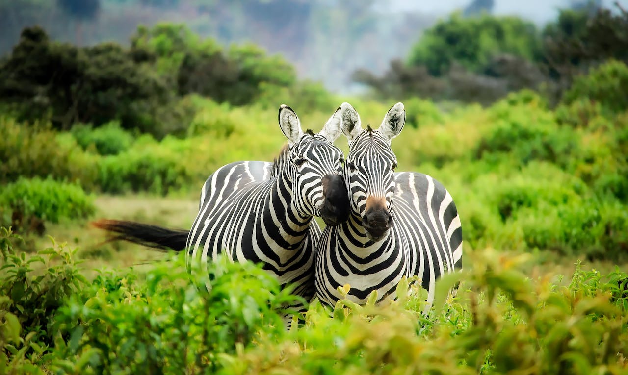 ‍5 Ways Going On A Safari Will Change Your Life - Is It Vivid